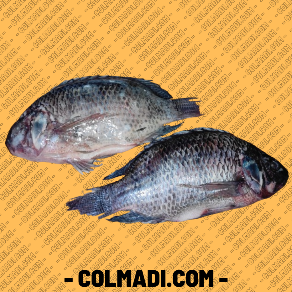Colmadi